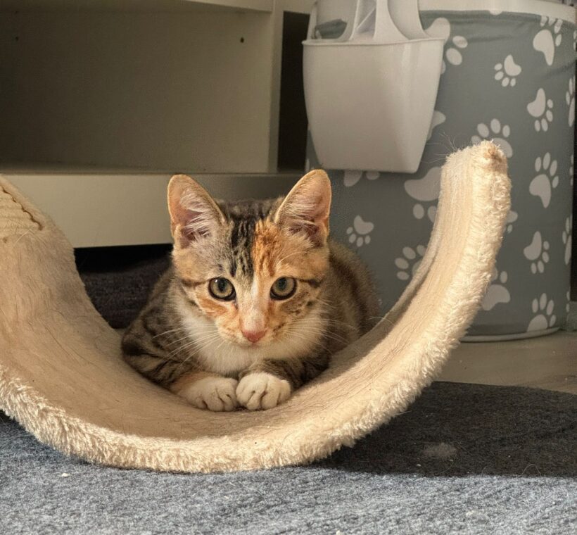 Hazel