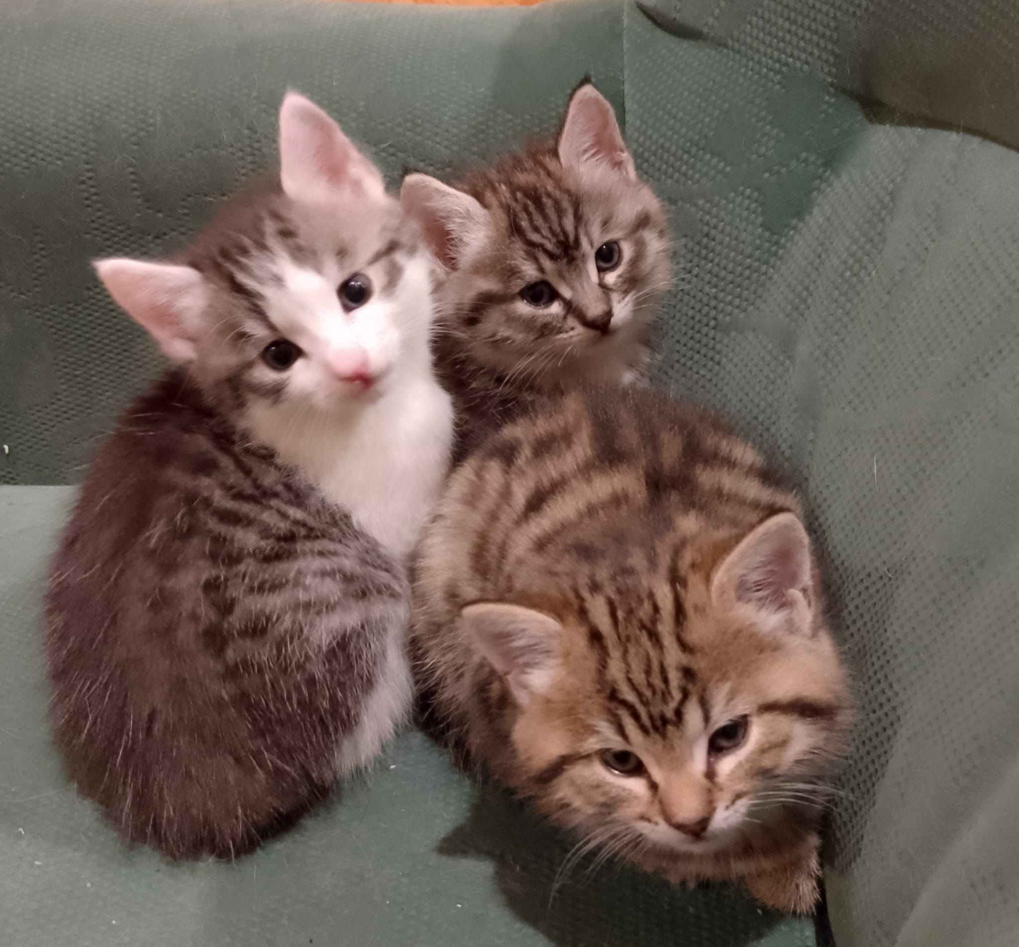 Moa, Minu und Mion Moa, Minu und Mion