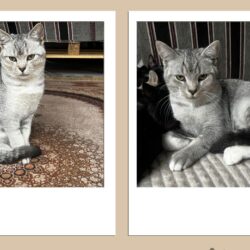Kater – 12 Monate