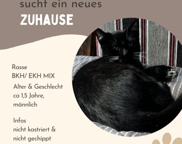 Kater (BKH/EKH-Mix)