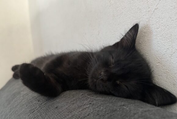 Willi