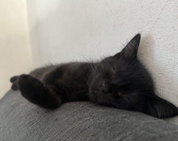 Willi