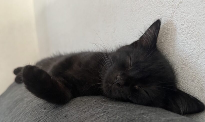 Willi