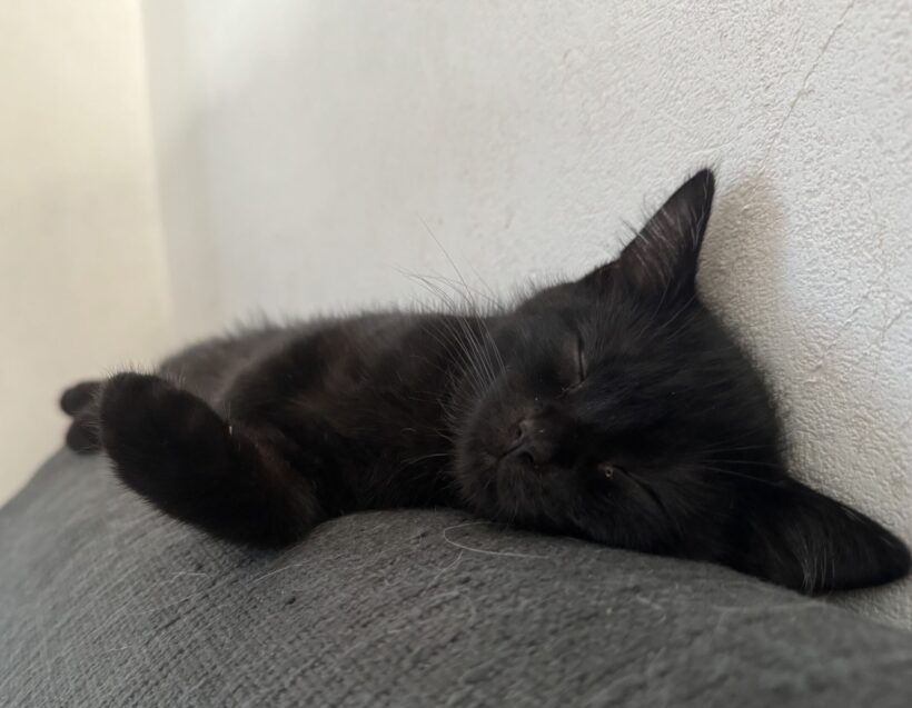 Willi