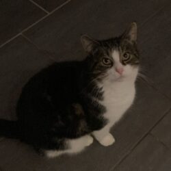 Findus