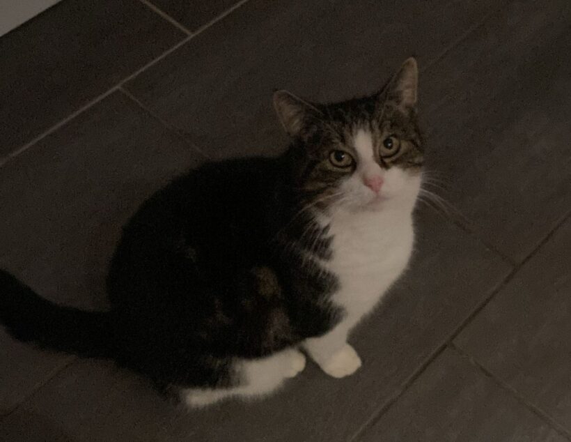 Findus